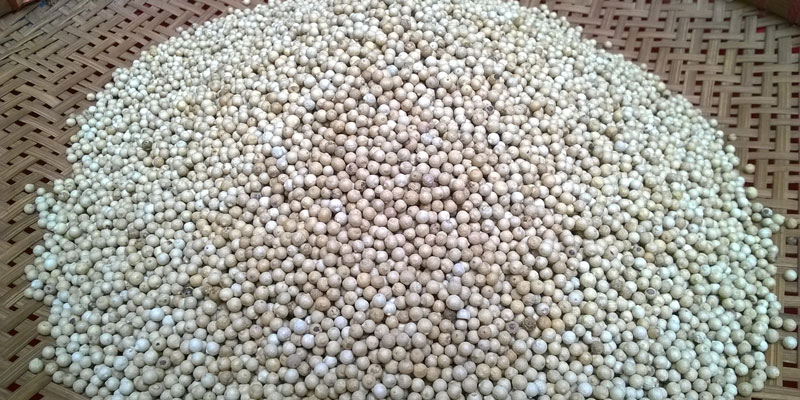 Ti&ecirc;u chứa lượng dưỡng chất thực vật rất mạnh v&igrave; vậy c&oacute; khả năng l&agrave;m vỡ tế b&agrave;o chất b&eacute;o dần t&iacute;ch tụ trong cơ thể. 