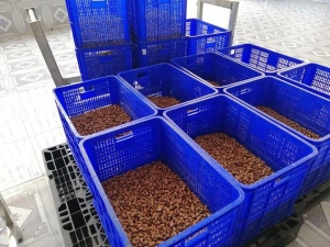 Hạt điều rang muối vỏ lụa Hachi hàng xá loại A